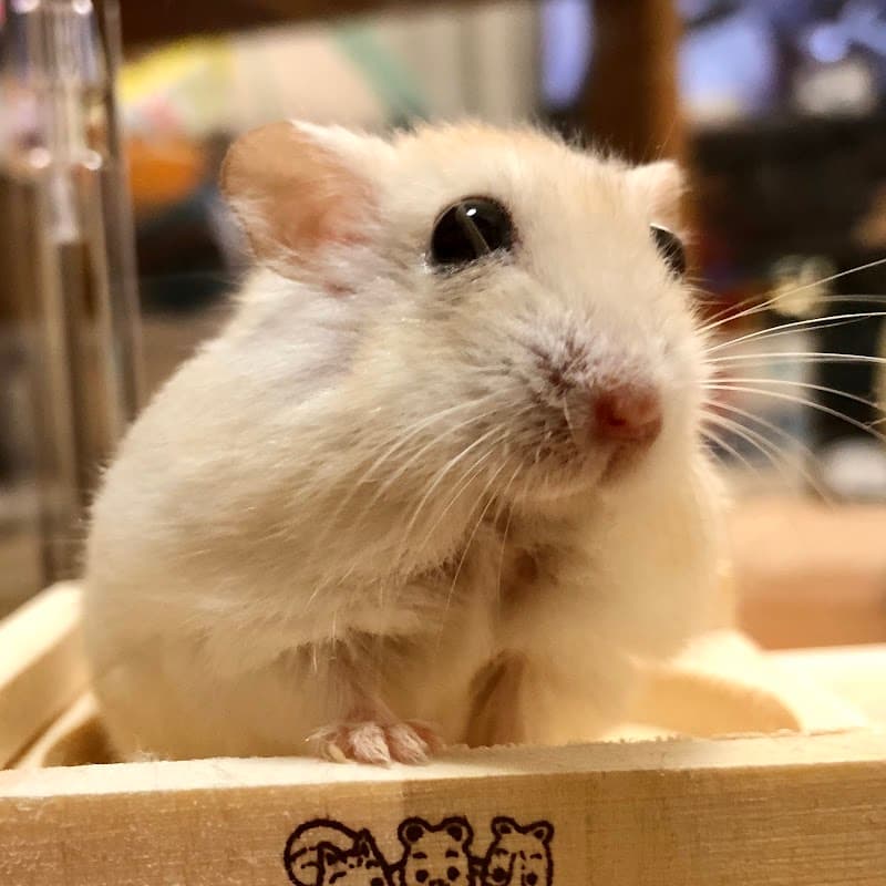 中延獣医科