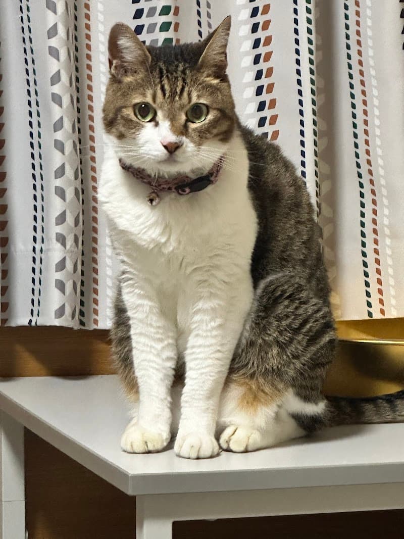 常盤台動物病院