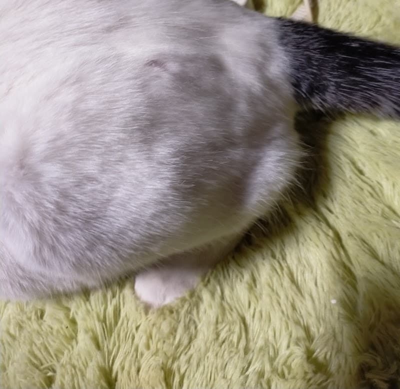 奈良獣医科病院