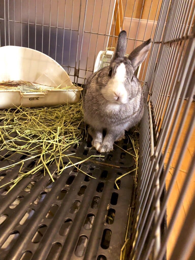 アンジュ動物病院