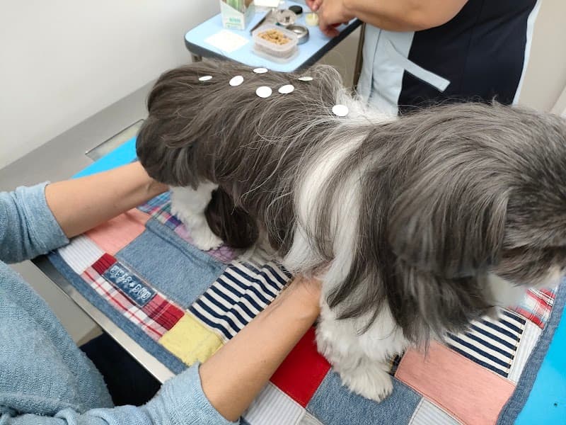 キロロ動物病院