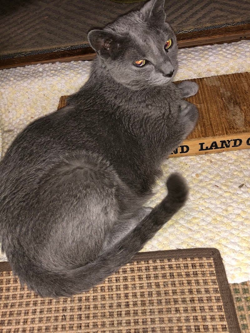 目黒動物病院