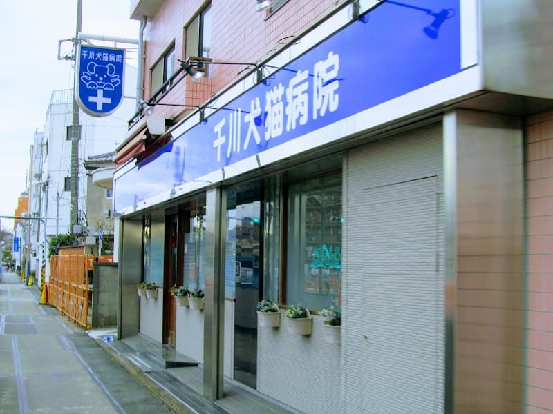 千川犬猫病院