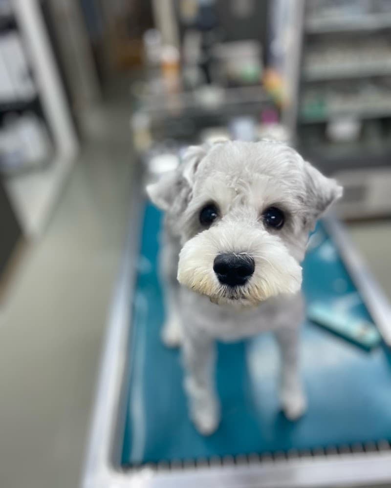 高島平手塚動物病院