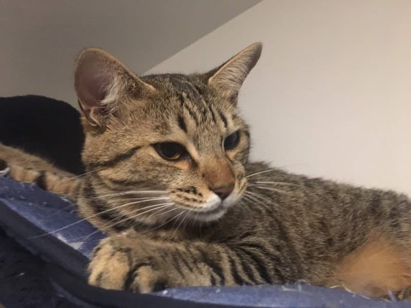 小池どうぶつ病院