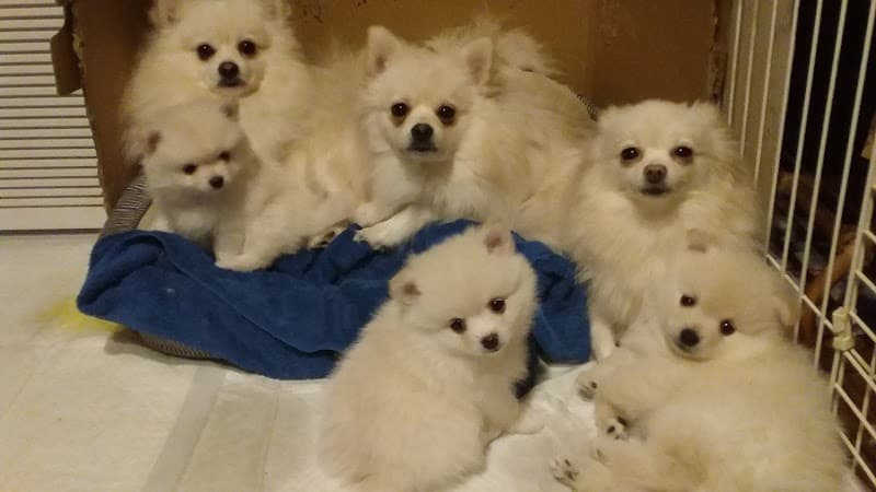 くろだ動物病院