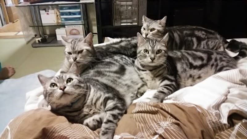 とらのすけ動物病院