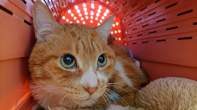 アンパン動物病院