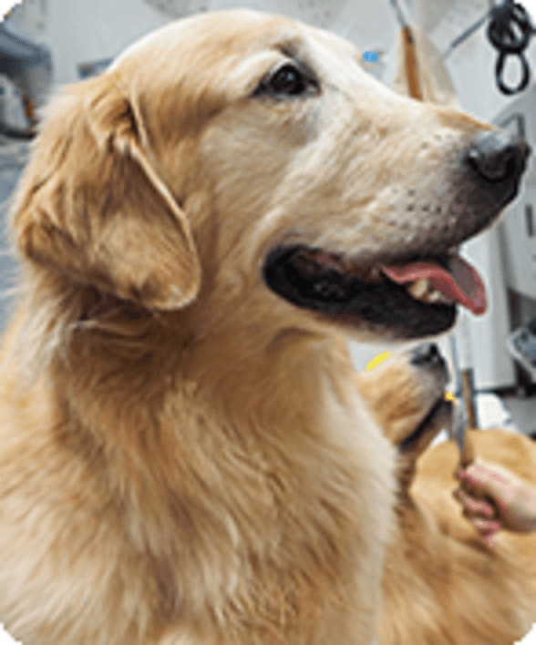 みやむら動物病院 分院