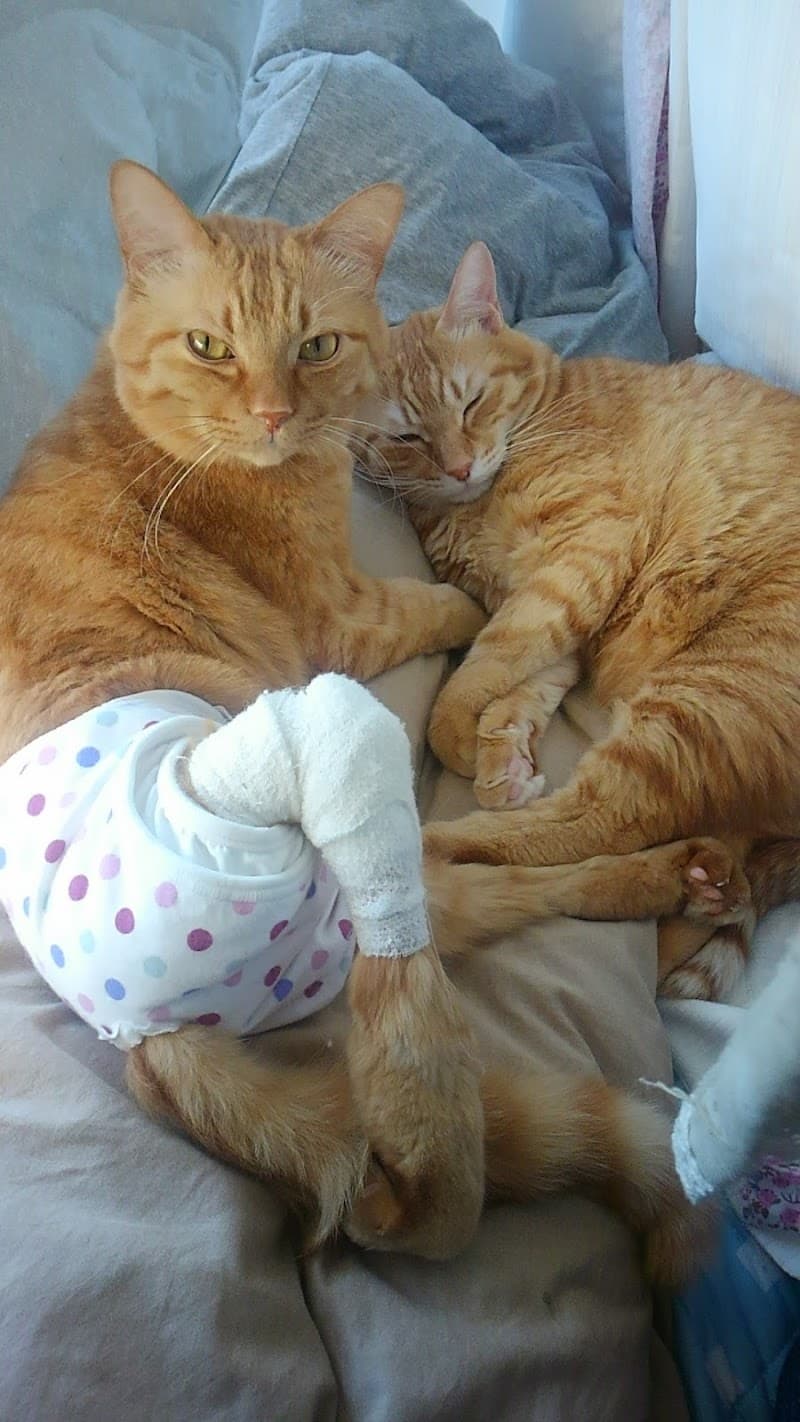 リーン動物病院