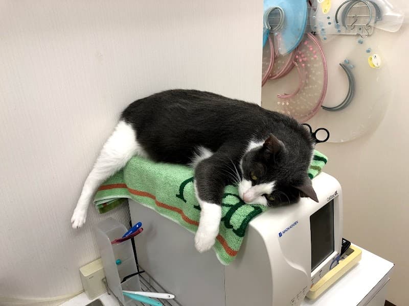 モアペットクリニック
