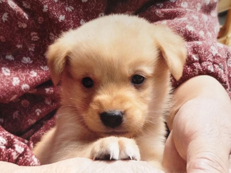 アルカディア動物病院