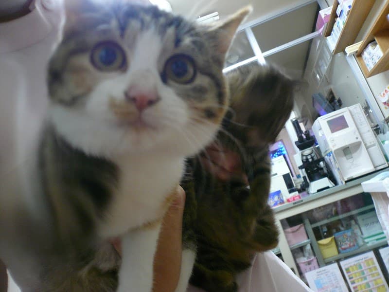 しのざき動物病院