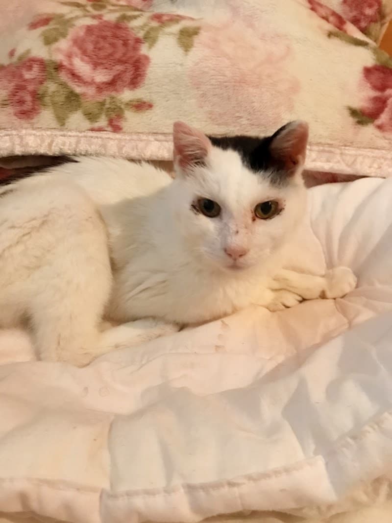 だいき動物病院