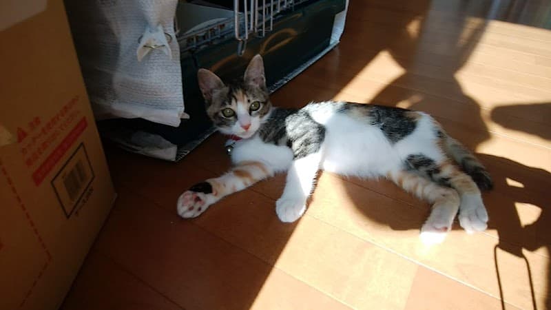 石田動物病院