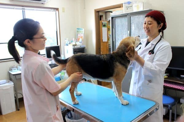 伊奈獣医科