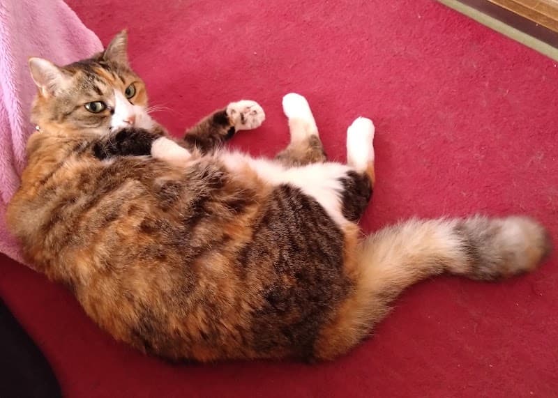 犬猫生活 往診クリニック