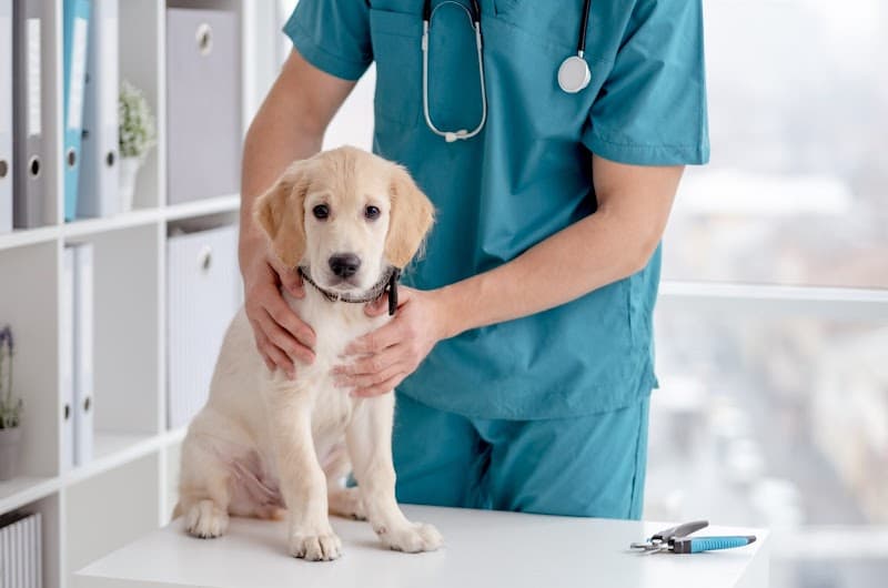 evergreen pet clinic EBISU