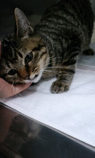 稲城大橋動物病院