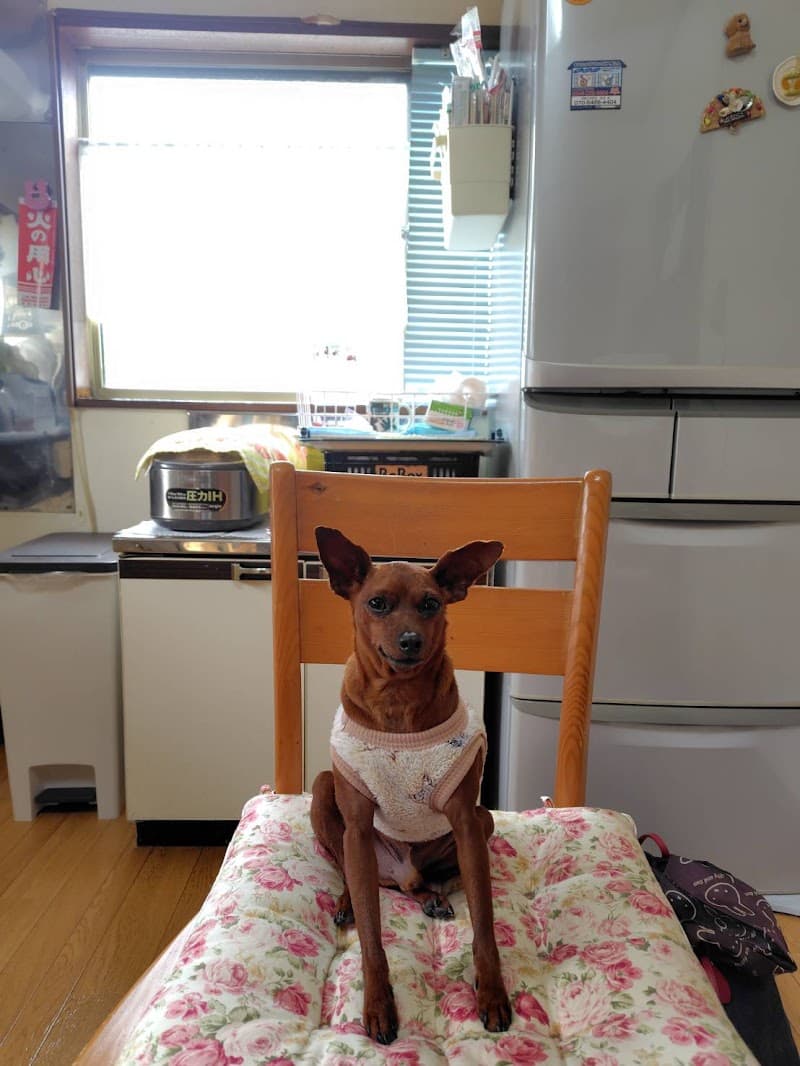 ハルペッツクリニック東京