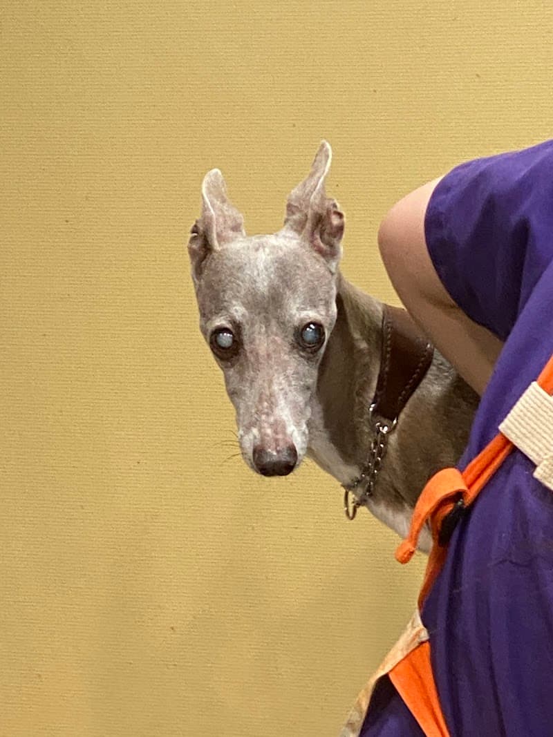 芝浦ペットクリニック