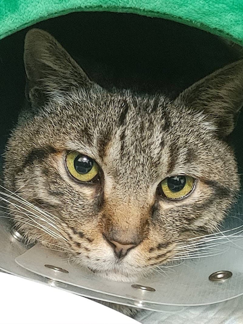 ハナモ動物病院