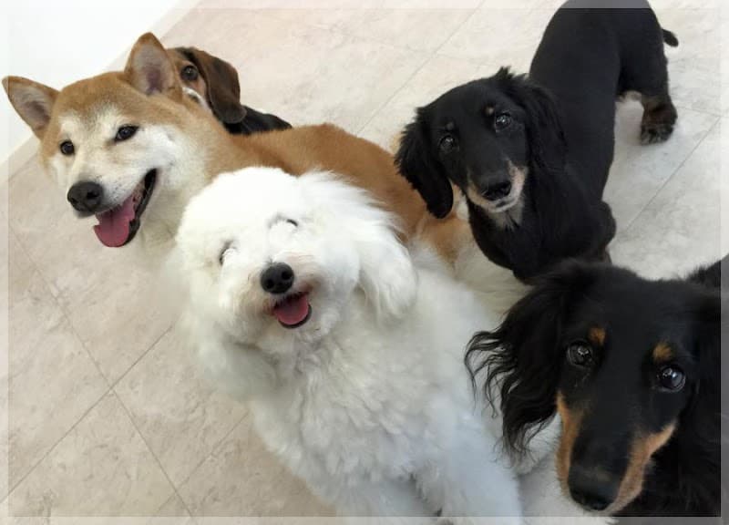 犬の託児所 Dogs Day Care Japan