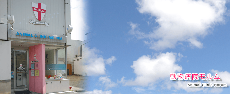 動物病院モルム