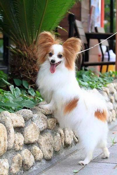 寺沢動物病院 Grail Peri