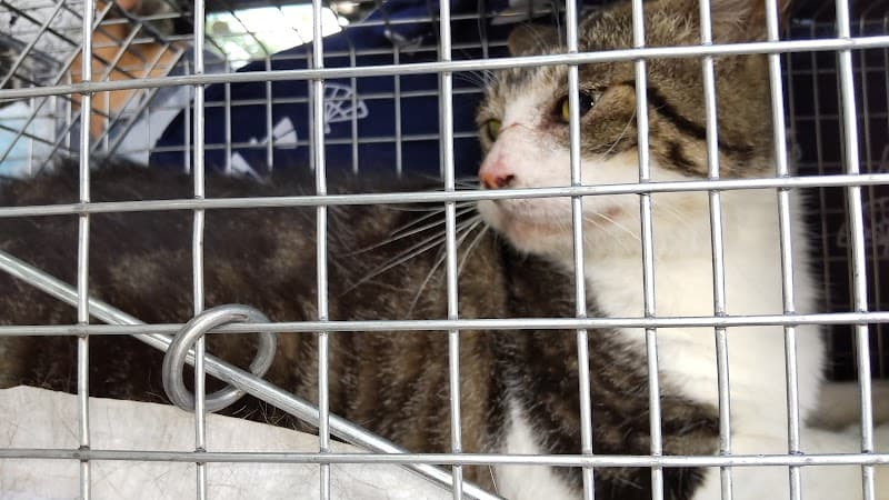 Swingどうぶつ病院