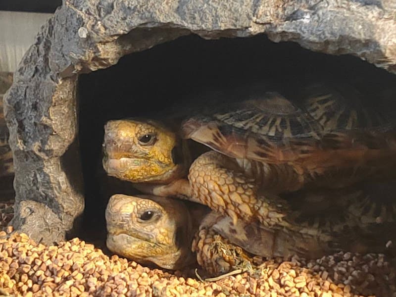 石田動物病院