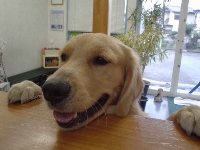 まつもと動物病院