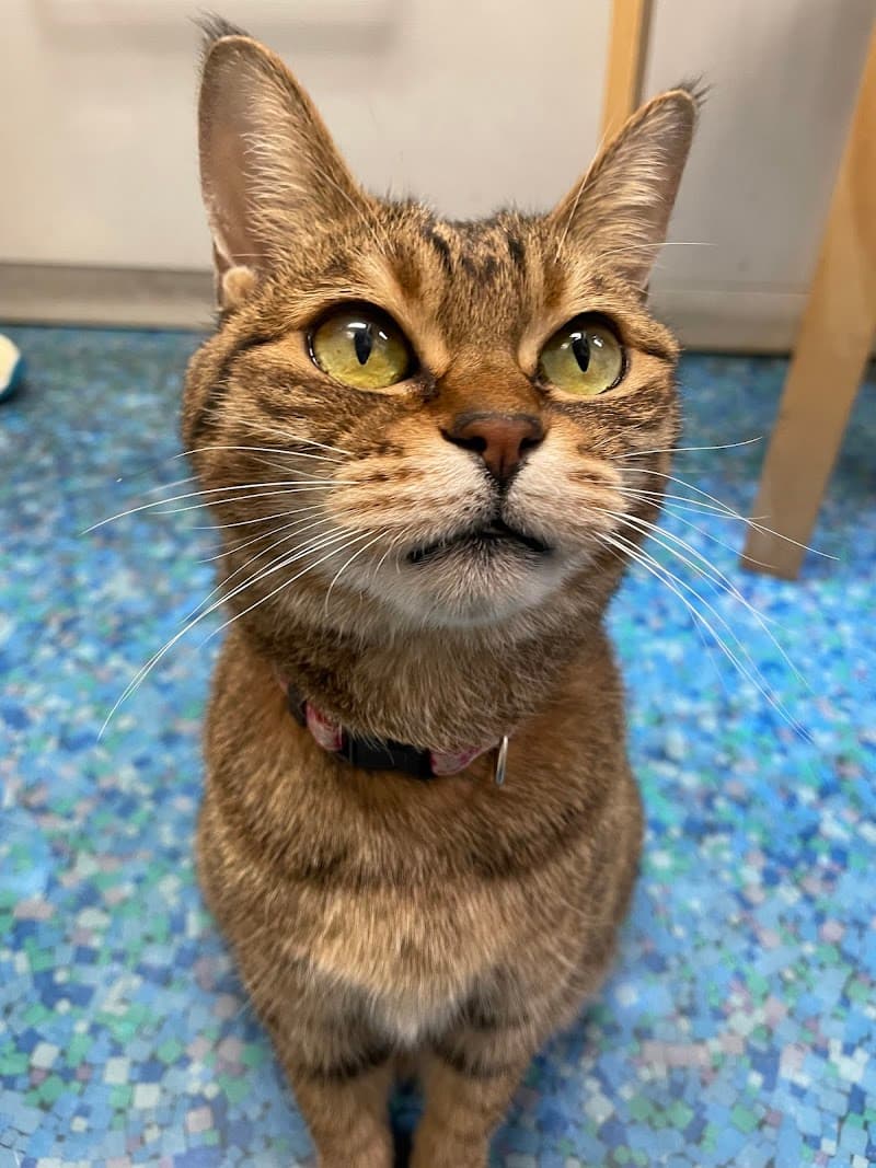 大口どうぶつ病院