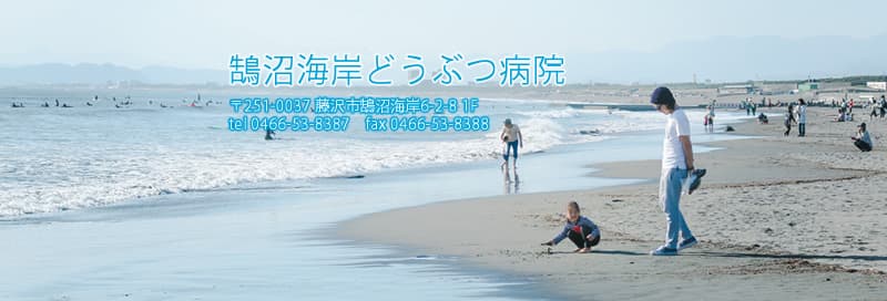 鵠沼海岸どうぶつ病院