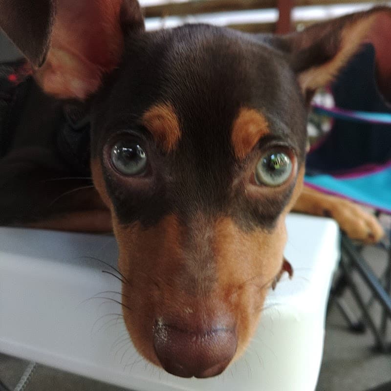 すまいるペットクリニック