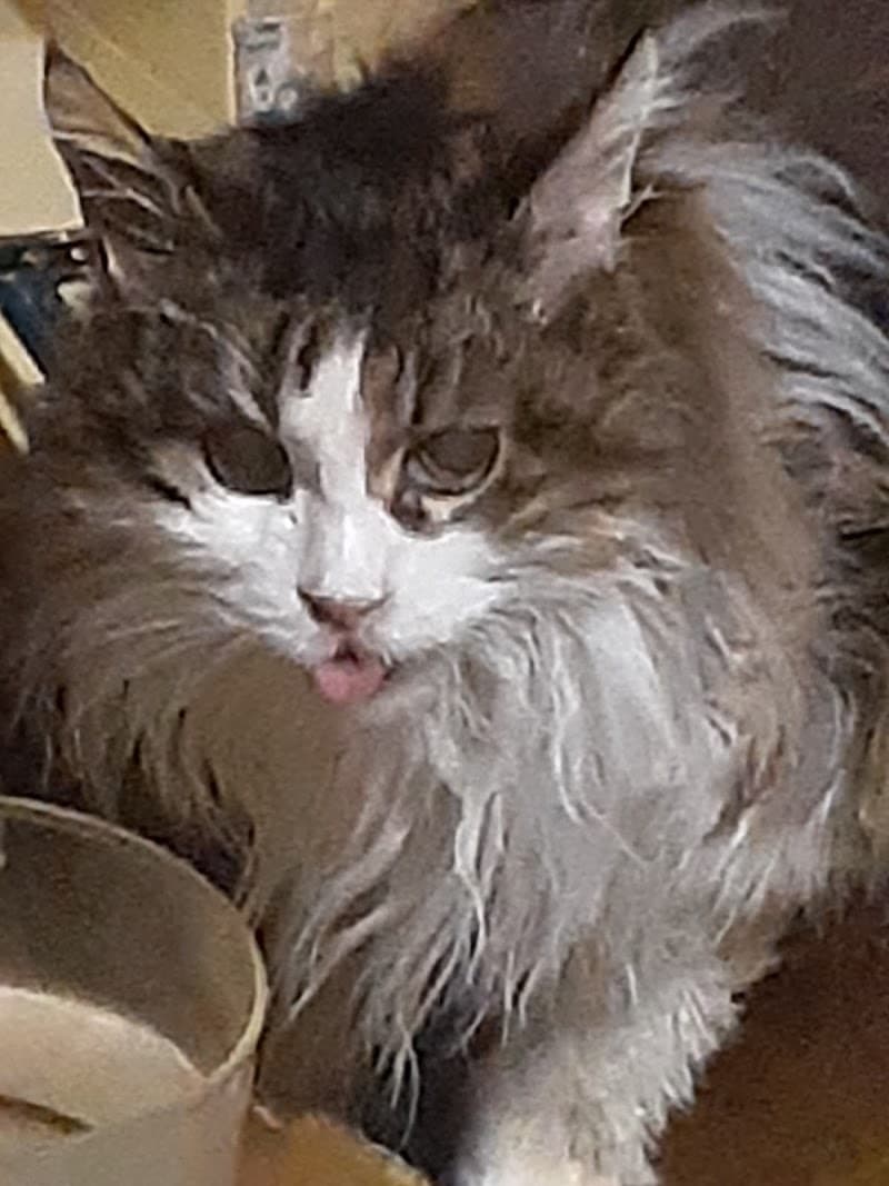 ニイツ動物病院