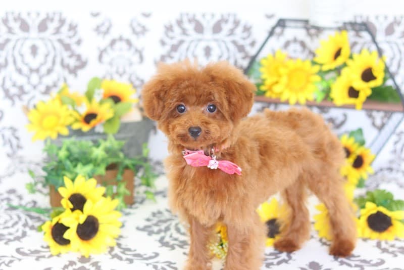 ふくい小動物医院