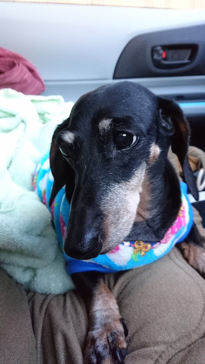 たけふ動物医療センター