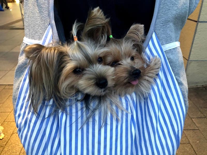 長坂インター動物病院