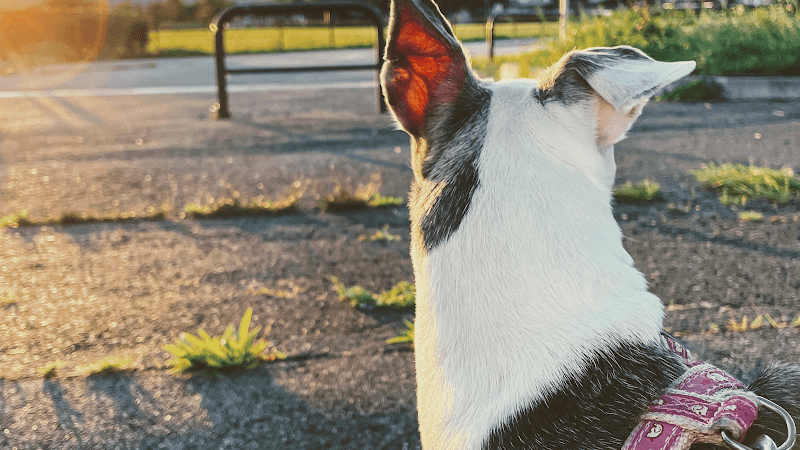 すえひろ動物病院