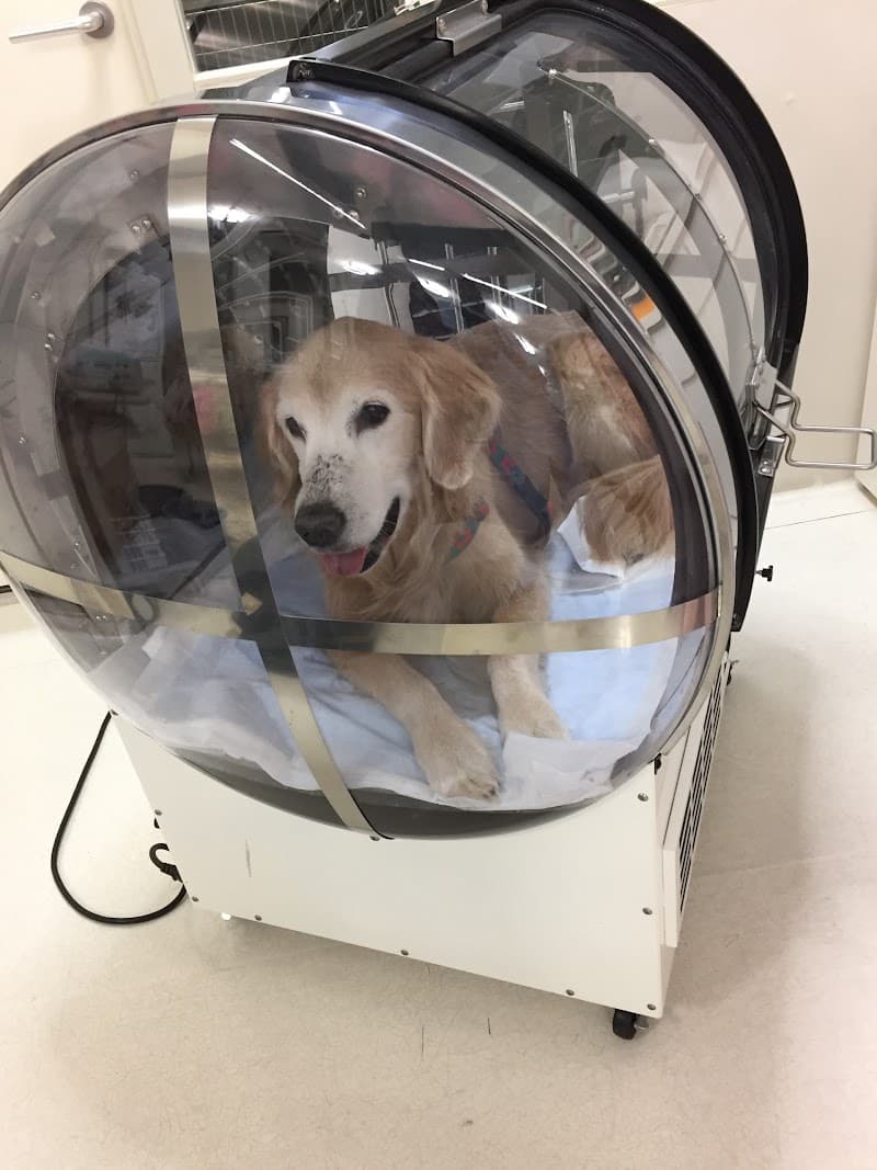 阿部動物病院