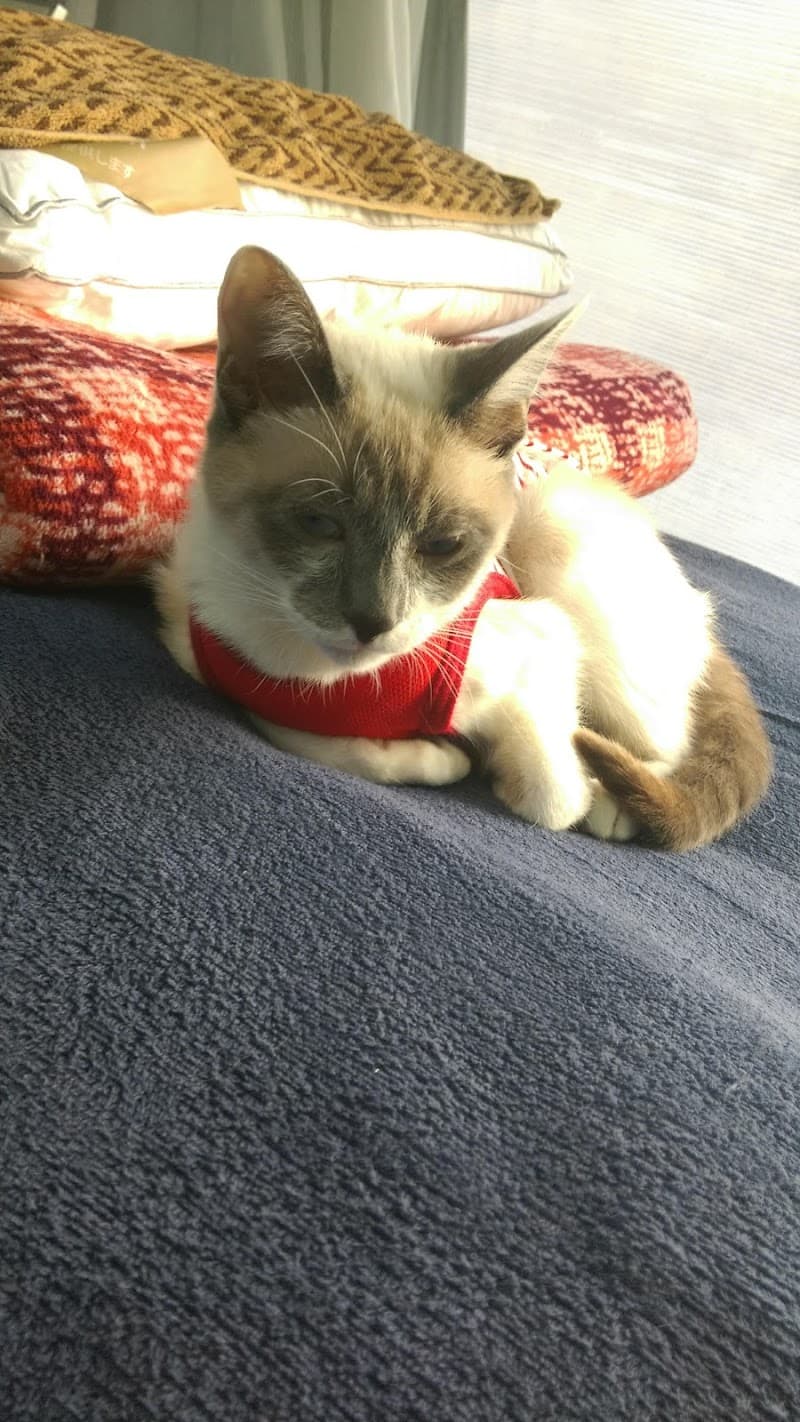 はせがわ獣医科病院