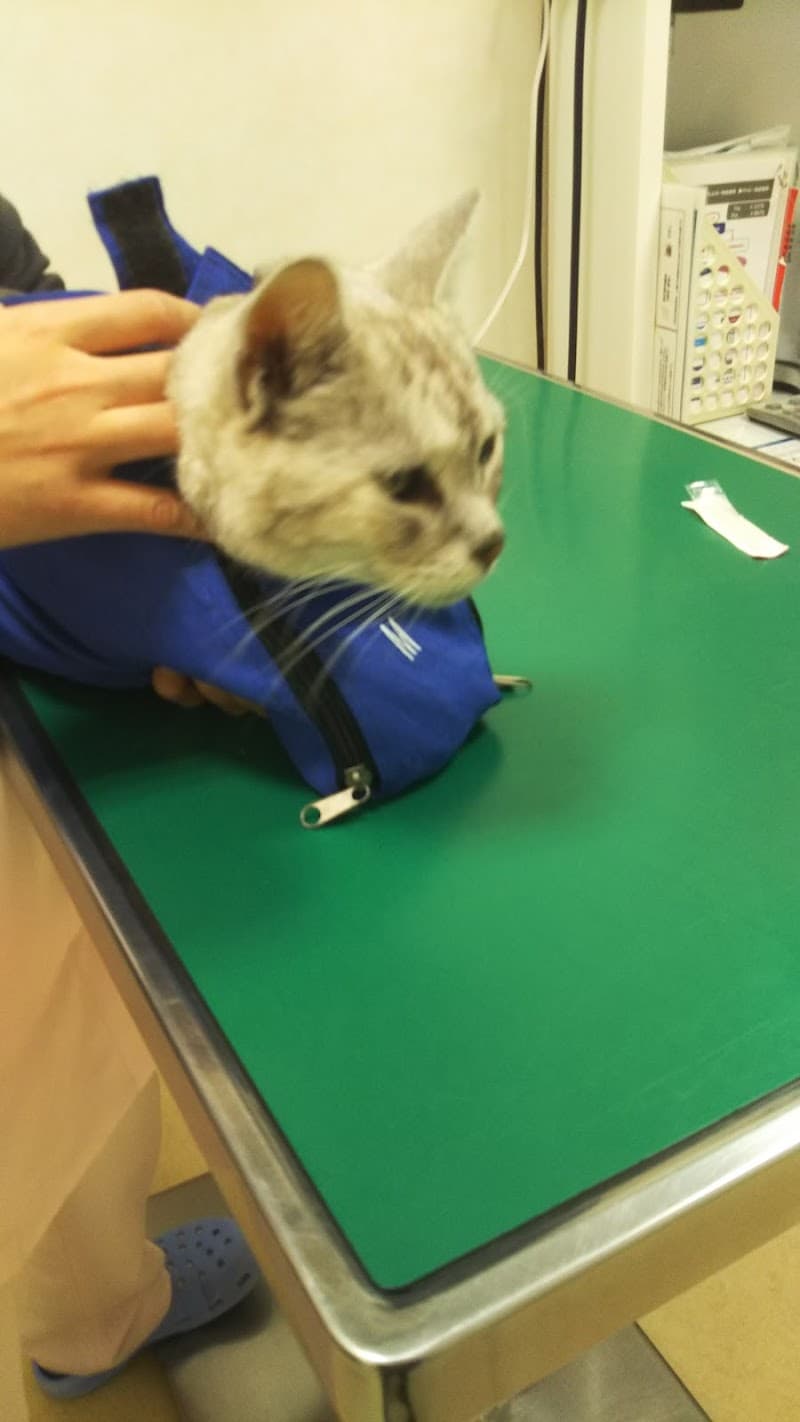 しののい動物病院