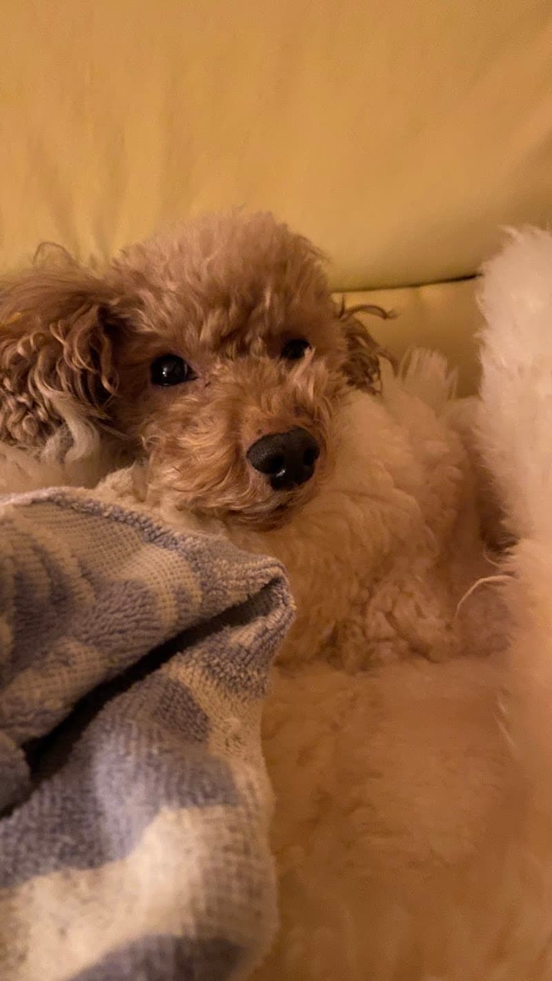 ひらさわ動物クリニック