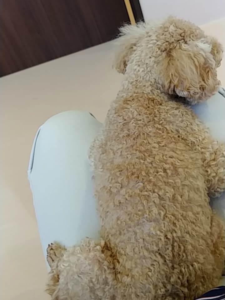 瑞浪動物病院