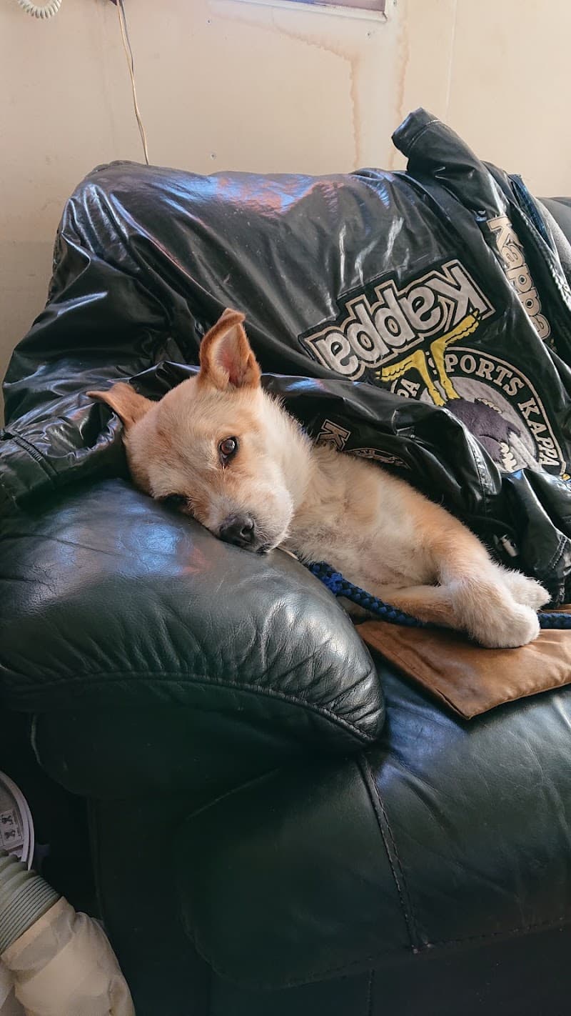 さいとう動物病院