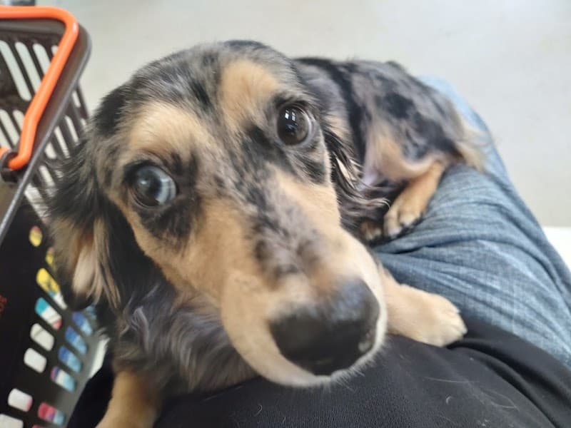 豊島獣医科医院