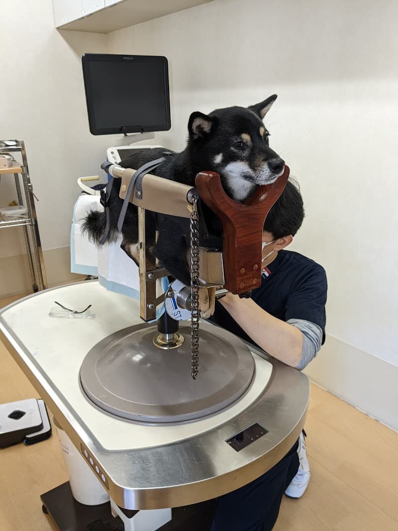 動物漢方鍼灸センター しゅう動物病院