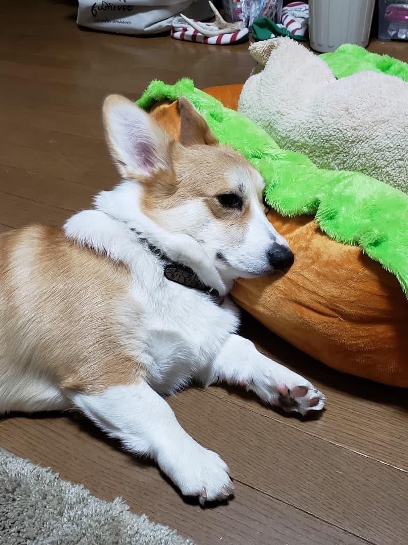 南富士ケンネル附属動物病院