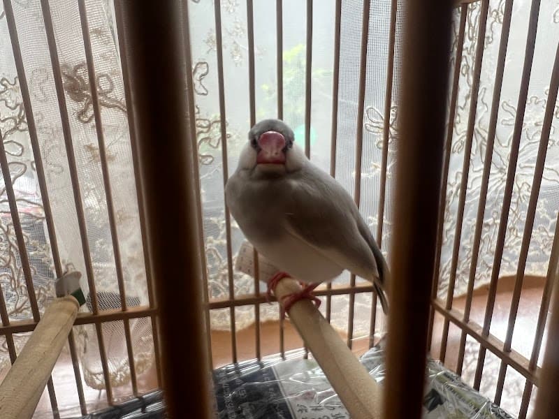 しんえい動物病院